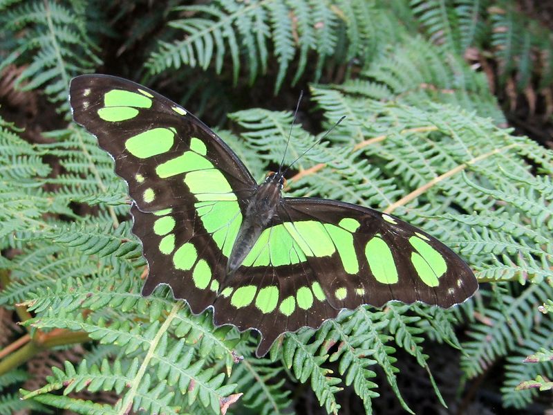 File:Green monarch on braken.jpg