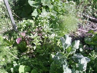 OD Vege Patch 2.jpg
