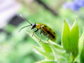 Yellow lady bug 1.jpg