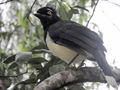 Black argentinian bird.jpg