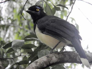 Black argentinian bird.jpg