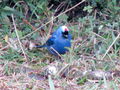 Blue bird 2.jpg