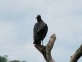 Big black bird on branch.jpg