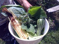 Our first sweetcorn.jpg