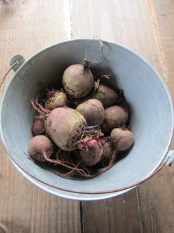 Beet bucket.jpg