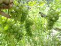 Harvesting grapes.jpg