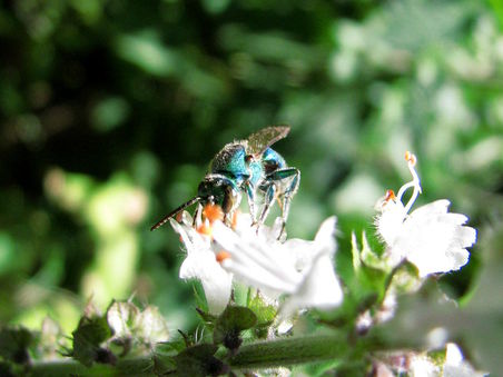 Blue bee 2.jpg