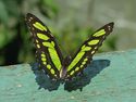 Butterfly1.jpg