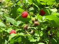Raspberries ripe.jpg