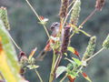 Orange sparrow 1.jpg