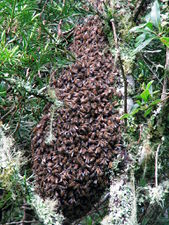 New bee hive 2.jpg