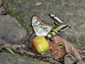 Butterfly on guava.jpg