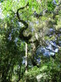 Forest canopy by the beach.jpg