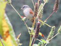 Orange sparrow 2.jpg