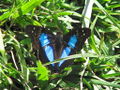 Another blue butterfly.jpg