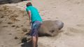 Elephant seal on beach 2.jpg