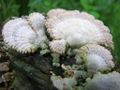 Shell fungus.jpg