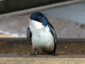 Pingüinho 3.jpg
