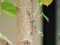 Merida-lizard-in-tree-1.jpg