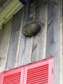 Wasps nest on new house 1.jpg