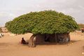 African tree-shade house.jpeg