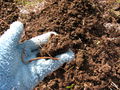 Holding compost.jpg