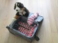 Lambinha and Pupito ready for trip.jpg