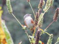 Orange sparrow 3.jpg