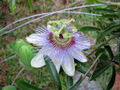 First passionfruit flower.jpg