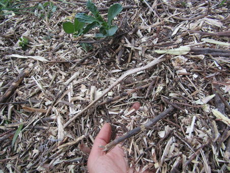 Dry mulch.jpg
