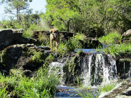 Fluffy at the waterfall 3.jpg