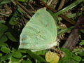 Light green butterfly.jpg
