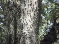 Spikey tree trunk.jpg