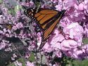MonarchOnPinkTree3.jpg