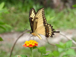Florianopolis butterfly 2.jpg
