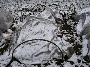 Veges in the snow.jpg