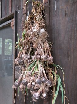 Hanging garlic harvest.jpg