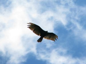 Black vulture over our house.jpg