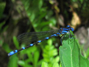 Blue dragonfly on leaf.jpg