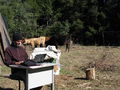 Working with the cows 2.jpg