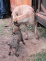 Puppy and mother visiting 1.jpg