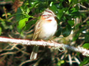 Sparrow (almost).jpg