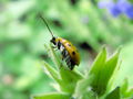 Yellow lady bug 2.jpg