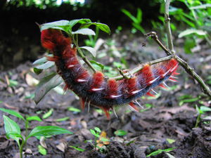 3 inch red hairy caterpillar.jpg