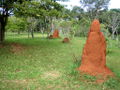 Big termite mound.jpg