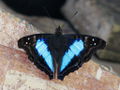 Metallic blue butterfly.jpg