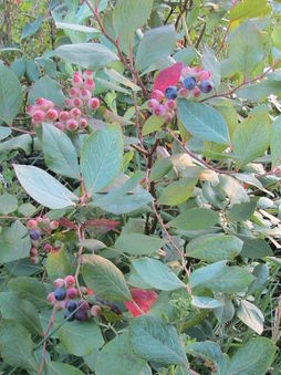 Blueberries almost ready.jpg