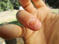 Finger-Sep09 (9 weeks).jpg