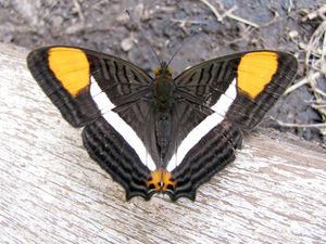 Orange wingtips butterfly.jpg