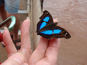Mum holding blue butterfly.jpg